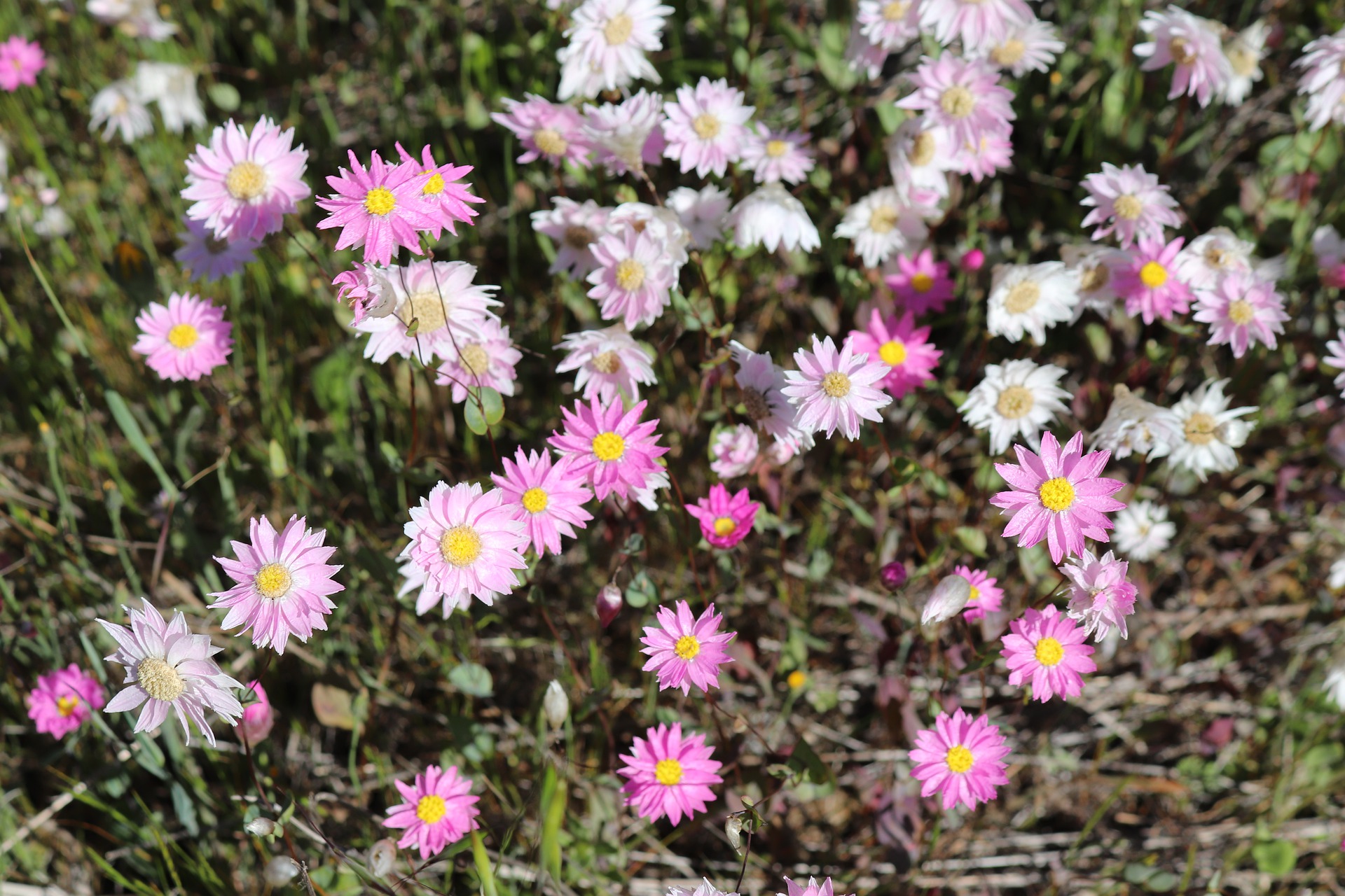 Local experts predicting a bumper wildflower season