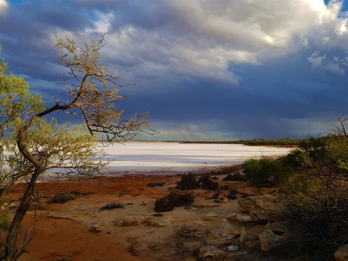 Image Gallery - Lake Koorkoordine, tree and sandy bank on edge of salt