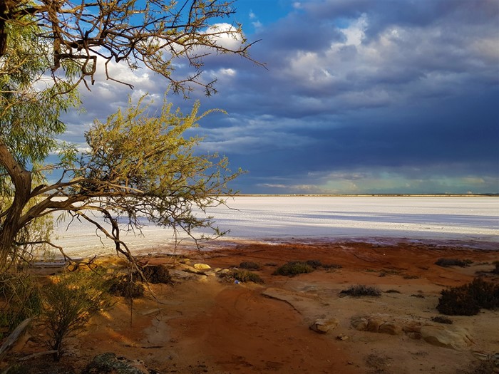 Image Gallery - Lake Koorkoordine, tree and sandy bank on edge of salt